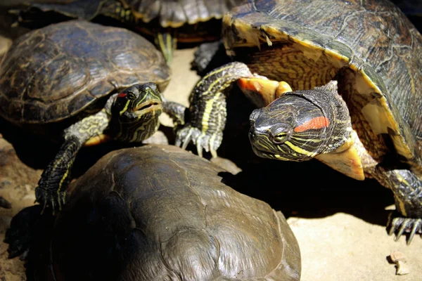 Vadvilág Állatok Természet Koncepció Gyönyörű Teknősök Szabadban Vörös Fülű Csúszómászó — Stock Fotó