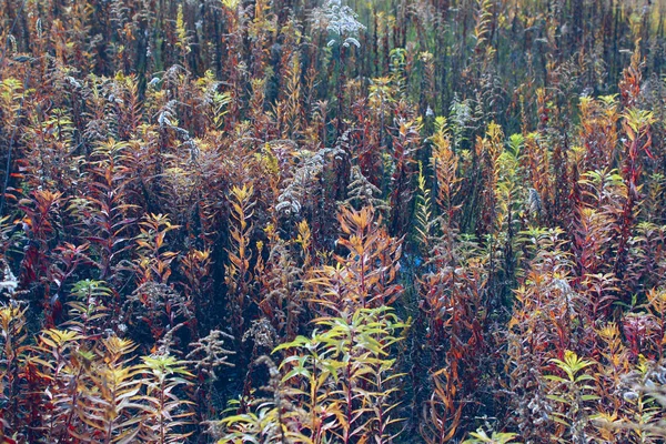 Abstract Blurred Nature Background Hermoso Paisaje Colorido Fondo Pradera Estacional — Foto de Stock