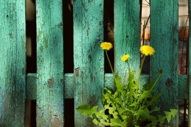 Eski Yeşil Ahşap Çit Arka Plan Üzerinde Üç Sarı Karahindiba. Yaz Arka Plan.