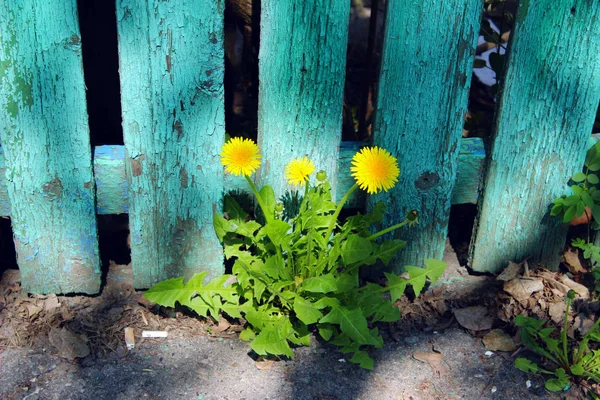 Τρεις Κίτρινες Πικραλίδα Πάνω Από Παλιό Πράσινο Ξύλινο Φράχτη Φόντο — Φωτογραφία Αρχείου