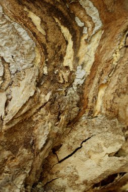 Bulanık Kahverengi Doğa Arkaplanı. Güzel ahşap doku. Ağaç kabuğu dokusu. Ahşap Desenli Arkaplan.