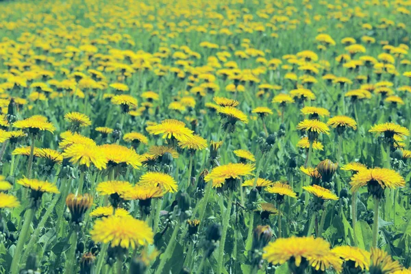 Campi Dente Leone Giallo Colpo Prato Fiorito Sfondo Colorato Della — Foto Stock