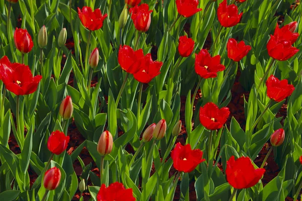 Field Of Red Tulips. Red Tulips Background. Beautiful Nature Background. Colorful Meadow Of Flowers.
