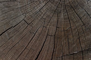 Tahta desenli dokular. Ahşap Doku Arkaplanı. Doğal Arkaplan.