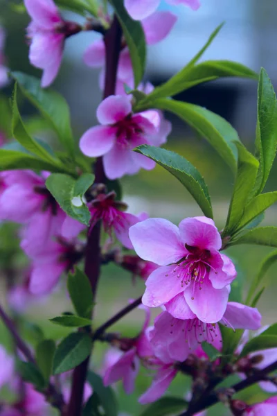 Blurred Pink Colors Nature Small Pink Blooming Flowers Flowers Nature — Stock Photo, Image