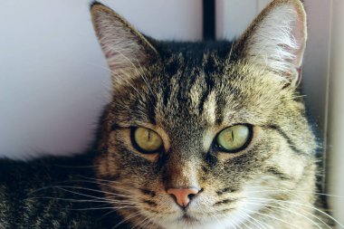 Yan lara Bakan Bir Kedinin Kırpılmış Fotoğrafı. Bir kedi portresi, yakından. Hayvanlar, Hayvanlar Günü, Hayvanlar Kavramı. Tabby Kedi.