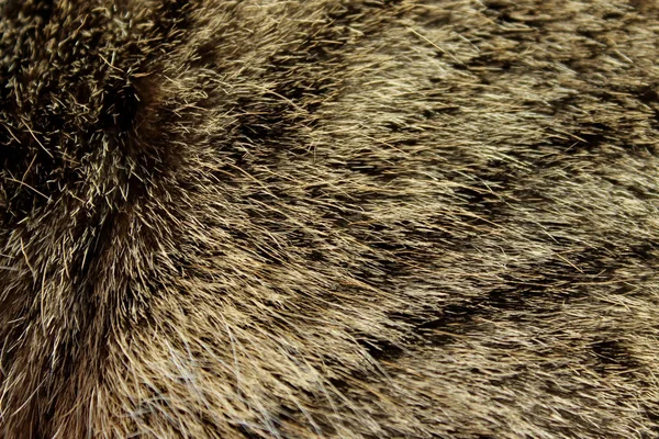野生动物 纹理概念 用棕色毛皮剪的 布朗福尔特写镜头 动物背景及结构 — 图库照片