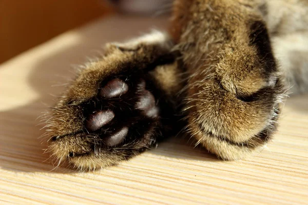 Cat`s Paws On Wooden Background. Animals, Body Parts Concept. Cropped Shot Of A Tabby Cat.
