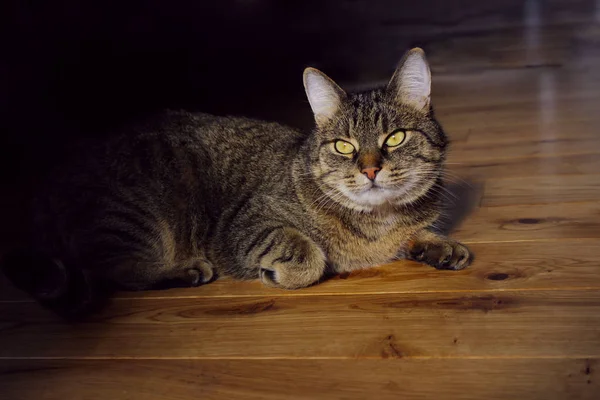 Beskäras Skott Katt Som Ser Sidan Porträtt Katt Närbild Husdjur — Stockfoto