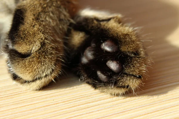 Patas Gato Fundo Madeira Close Animais Conceito Partes Corpo Tiro — Fotografia de Stock