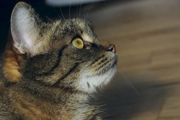 Cropped Shot Of A Cat Looking To The Side. Portrait Of A Cat, Close Up. Pets, Animals Day, Animals Concept. Tabby Cat.