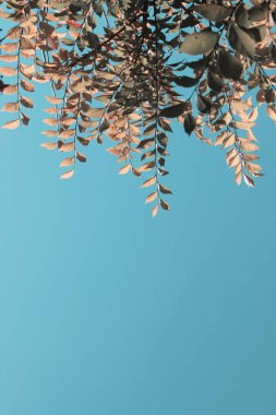 Mavi Gökyüzü Arka Plan Üzerinde Ağacın Güzel Dalları, Tonlu, Dikey Shot. Metin için kopya alanı bir sürü soyut doğa arka plan.