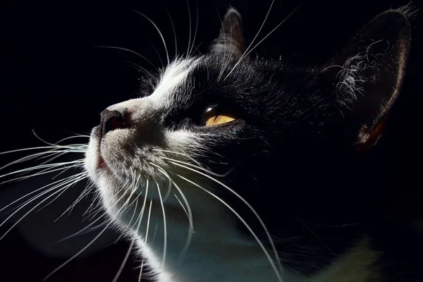 Colpo Tuxedo Cat Muso Del Gatto Vicino Cat Che Guarda — Foto Stock