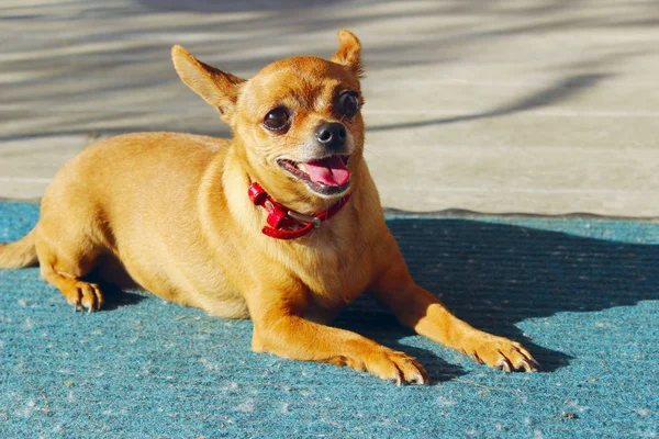 Sladký Malý Pejsek Ležící Venku Pes Venku Pes Chihuahua Zvířata — Stock fotografie