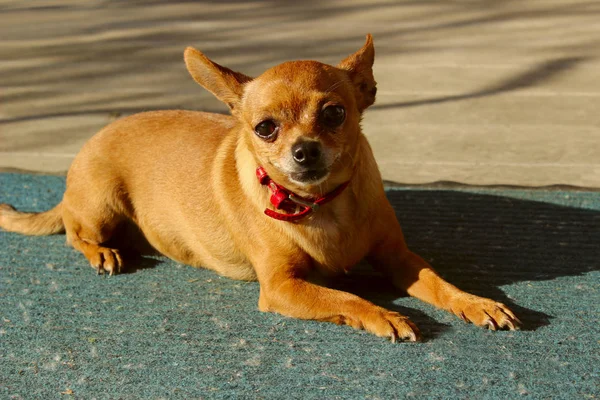 Aranyos Kis Kutya Fekvő Szabadban Kutya Kint Chihuahua Kutya Állatok — Stock Fotó