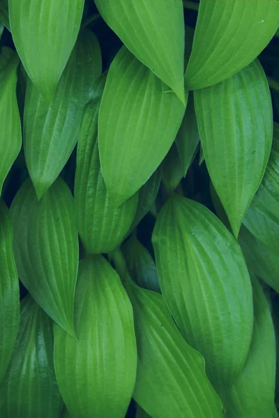 緑の葉の背景 クローズアップ 美しい自然の背景 緑の葉 垂直ショット — ストック写真