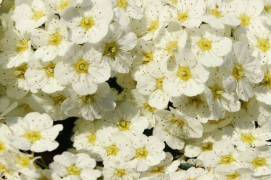Abstract Nature Background. Cropped Shot Of White Flower.  Beautiful Nature Background.