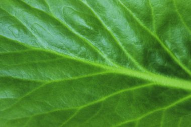 Bulanık Yeşil Yaprak deseni. Soyut Doğa Arkaplanı. Yeşil Yaprağın Bulanık Dokusu. 