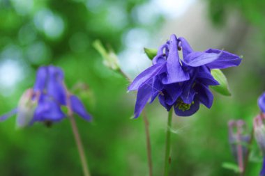 Abstract Nature Background. Cropped Shot Of blue Flower.  Beautiful Nature Background.