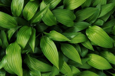 Yeşil Yapraklar Arka Plan, Close Up. Güzel Doğa Arka Plan. Yeşil Yapraklar. Soyut Doğa Arka Planı.