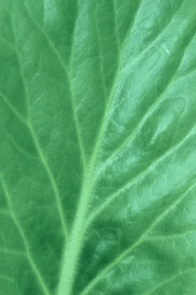 Verschwommenes Muster Von Grünem Blatt Abstrakte Natur Hintergrund Verschwommene Textur — Stockfoto