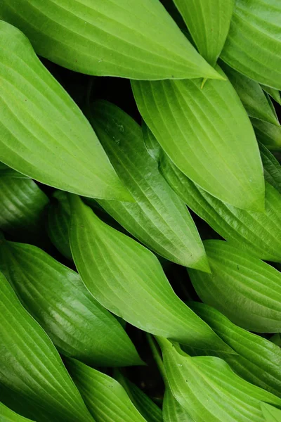 Zielone Liście Tło Zbliżenie Piękne Tło Natury Zielone Liście Abstrakcja — Zdjęcie stockowe