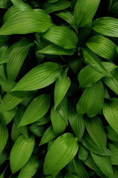 Zelené Listy Pozadí Zavřít Krásný Přírodní Pozadí Zelené Listí Abstraktní — Stock fotografie