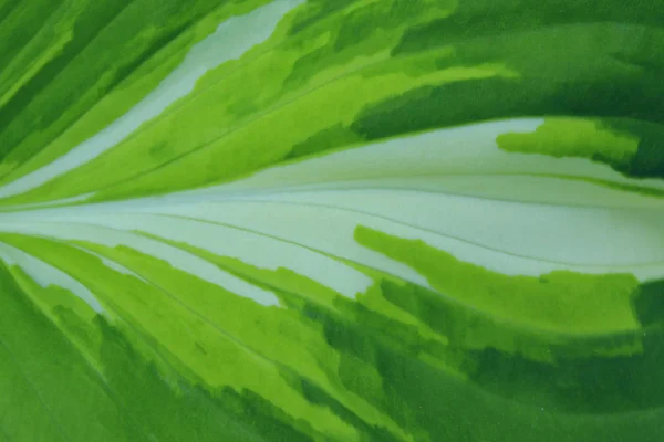 Αφηρημένο Θολό Φόντο Υφής Θολό Αφηρημένο Πράσινο Μοτίβο Θολή Πολύχρωμες — Φωτογραφία Αρχείου