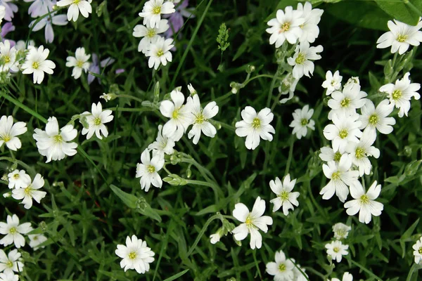 抽象自然背景 白花的裁剪镜头 美丽的自然背景 — 图库照片