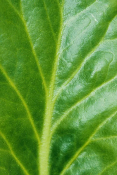 Suddigt Mönster Grönt Blad Abstrakt Natur Bakgrund Suddig Textur Grönt — Stockfoto