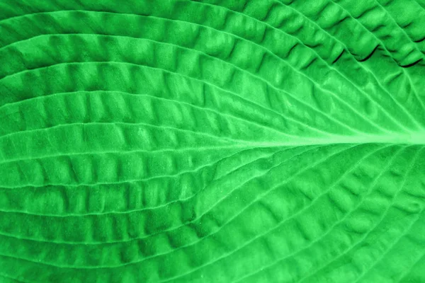 Wazig Patroon Van Groen Blad Abstract Natuur Achtergrond Wazige Textuur — Stockfoto