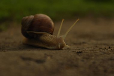 Yolda salyangoz. Hayvanlar, Doğa Kavramı. Yeşil Çim Arka Plan Üzerinde Yolda Salyangoz.