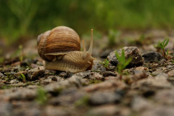 Snail Road Animals Nature Concept Snail Road Green Grass Background — Stock Photo, Image