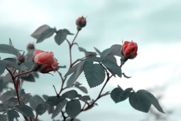 Güzel Pembe Güller Yeşil Yaprakların Dalı Doğa Arka Planı Bahçede — Stok fotoğraf