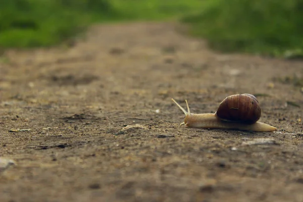 Snail Road Animals Nature Concept Snail Road Green Grass Background — Stock Photo, Image