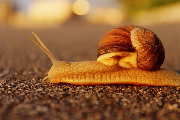 Caracol Estrada Animais Conceito Natureza Caracol Estrada Sobre Fundo Grama — Fotografia de Stock