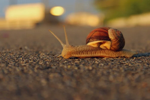 蜗牛在路上 自然概念 蜗牛在绿草背景的道路上 — 图库照片