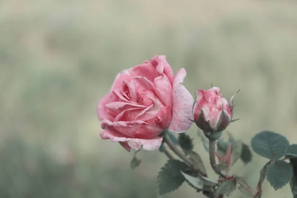 Rosa Rosa Sfondo Sfocato Bellissimo Sfondo Naturale — Foto Stock