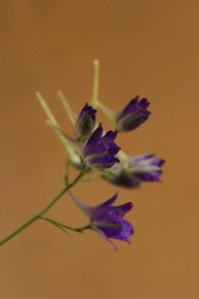 Beskuren Skott Blå Wildflower Över Gult Bakgrunden Vacker Natur Bakgrund — Stockfoto