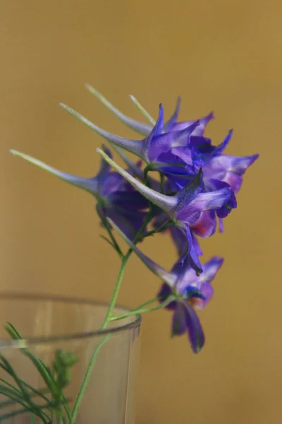 Beskuren Skott Blå Wildflower Över Gult Bakgrunden Vacker Natur Bakgrund — Stockfoto