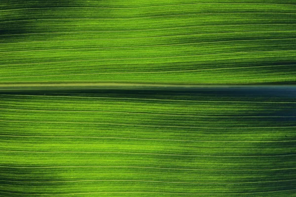 Bulanık Yeşil Çizgili Doku Arka Plan Yeşil Yaprak Doku Kırpılmış — Stok fotoğraf