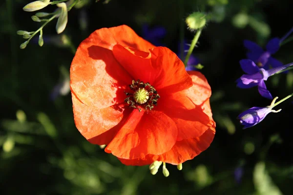 Fundo Natureza Red Poppy Flower Close Flores Coloridas Fundo — Fotografia de Stock