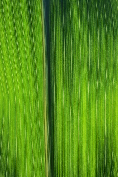 Verschwommener Grün Gestreifter Hintergrund Abgeschnittener Schuss Grüner Blatttextur Abstrakte Natur — Stockfoto