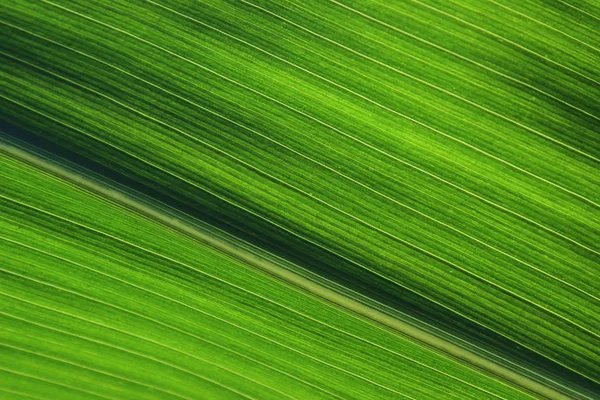 Sfondo Sfocato Trama Rigata Verde Colpo Ritagliato Texture Foglia Verde — Foto Stock