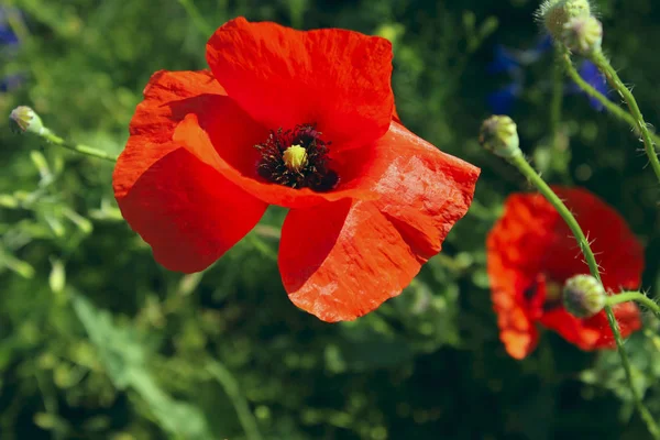 Fundo Natureza Red Poppy Flower Close Flores Coloridas Fundo — Fotografia de Stock