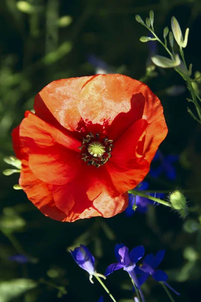 Fundo Natureza Red Poppy Flower Close Flores Coloridas Fundo — Fotografia de Stock