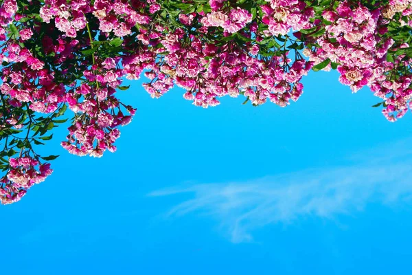 Cropped Shot Of A Beautiful Pink Roses Over Blue Sky Background. Colorful Nature Background. Beautiful Pink Flowers.