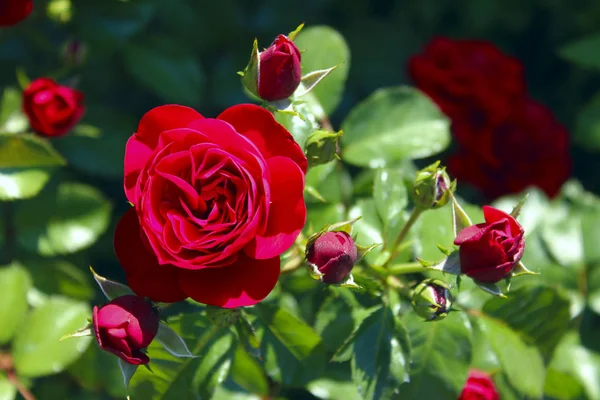 Beskäras Skott Färgglada Blommor Rosor Närbild Abstrakt Natur Bakgrund Vackra — Stockfoto
