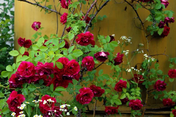 Beskäras Skott Vacker Röd Rosor Över Gul Bakgrund Färgstark Natur — Stockfoto