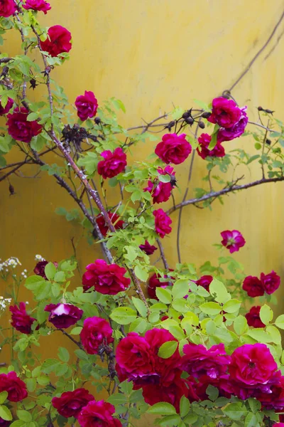 Beskäras Skott Vacker Röd Rosor Över Gul Bakgrund Färgstark Natur — Stockfoto